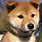 Shiba Inu Dog Puppy