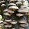 Shiitake Mushroom Growing