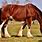 Shire Horse Pictures