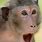 Shocked Monkey Face Meme