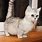 Short Hair Munchkin Cat