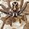 Show Me a Picture of a Wolf Spider