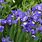 Siberian Iris Garden