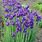 Siberian Iris Photos