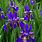 Siberian Iris Rhizomes