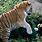 Siberian Tiger Attacks Zookeeper