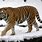 Siberian Tiger Fur
