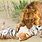 Siberian Tiger Kills Lion