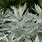 Silver Artemisia Plant