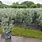 Silver Buttonwood Hedge