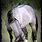 Silver Grullo Horse