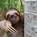 Sloth Movement