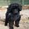 Small Black Toy Poodle