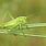 Small Green Cricket