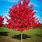 Small Red Maple Tree