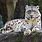 Snow Leopard Lying Down