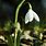 Snowdrop Pictures Free