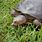 Soft Shell Turtles as Pets