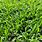 Southern Lawn Grass Types