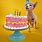 Sphynx Cat Birthday