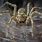 Spiders Found in Australia