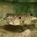 Spiny Puffer Fish