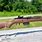 Springfield M1A1 Rifle