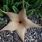 Star Flower Cactus Plant