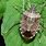 Stink Bug Insect