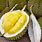 Stinky Fruit Durian