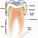 Structure of Molar Teeth