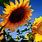 Summer Sunflowers