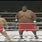 Sumo vs Boxer
