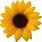 Sunflower Aesthetic Transparent