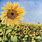 Sunflower Field Sketch