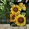 Sunflower Flag