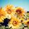 Sunflower HP Wallpaper