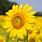 Sunflower Images. Free