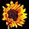 Sunflower On Black Background