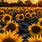 Sunflower Phone Background