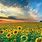 Sunflower and Sky Background