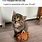 Super Cute Cat Memes