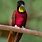 Suriname Bird
