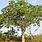Swietenia Mahogany Tree