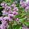 Syringa Red Pixie