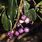 Syzygium Oleosum