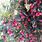Syzygium Paniculata
