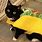 Taco Cat Costume