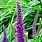Tall Purple Flowers On Stalk