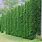 Tall Shrubs for Privacy